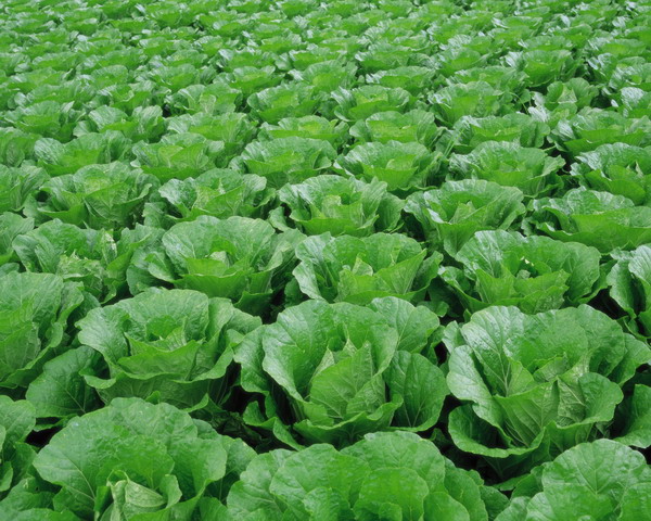 腐植酸对农作物的作用