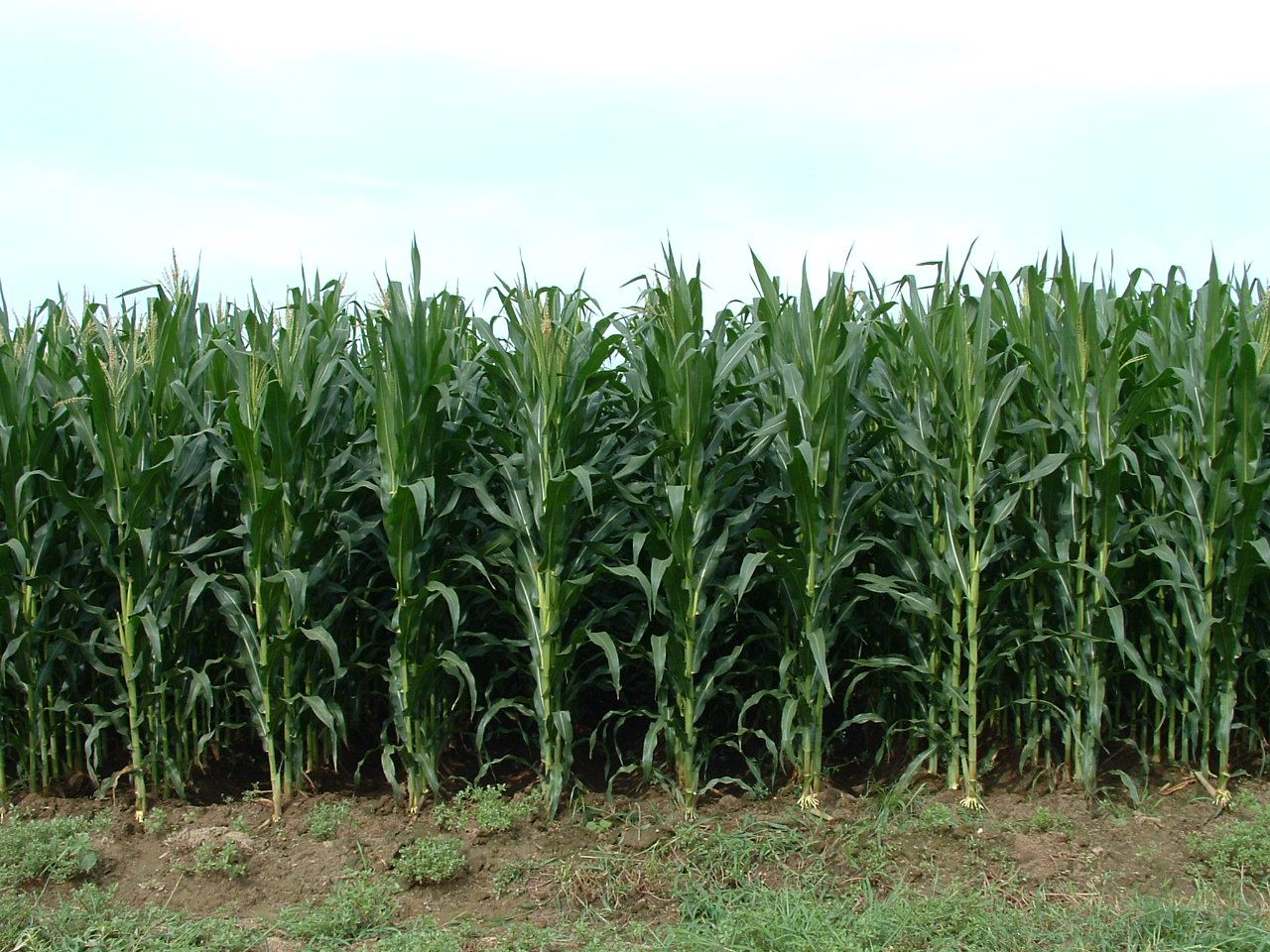 腐植酸肥料在大田作物上的使用方法