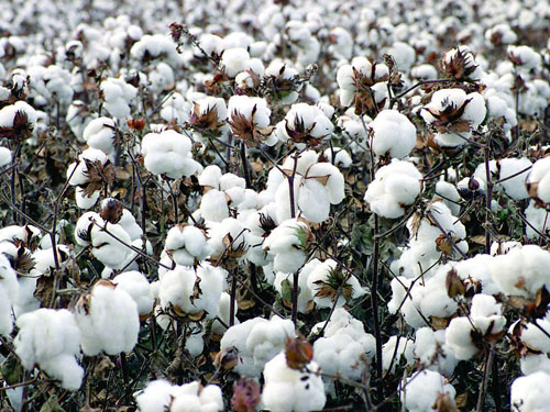 腐植酸有机肥在棉花上的使用方法