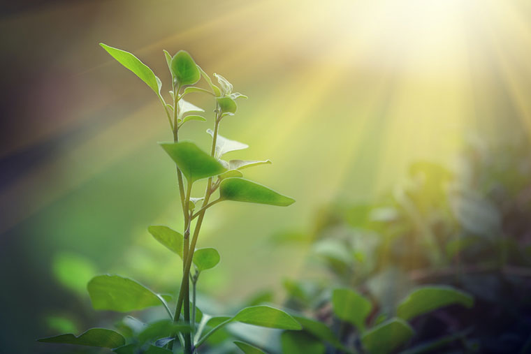 生化黄腐酸钾可促进植物光合作用，增加产量