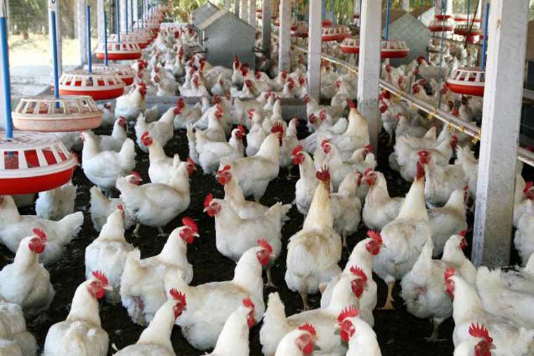 生化黄腐酸在饲料中的应用以及生化黄腐酸在动物医学上的应用可提升畜禽产品质量