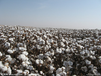 腐植酸有机肥在棉花上的使用方法