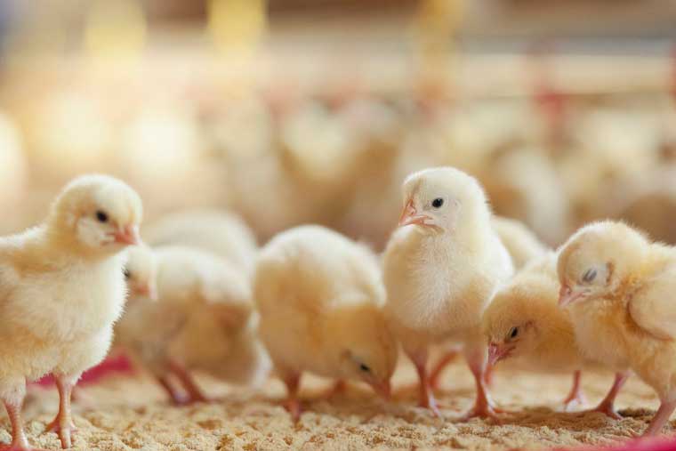 腐植酸钙腐植酸钠在蛋鸡、猪上的作用效果试验