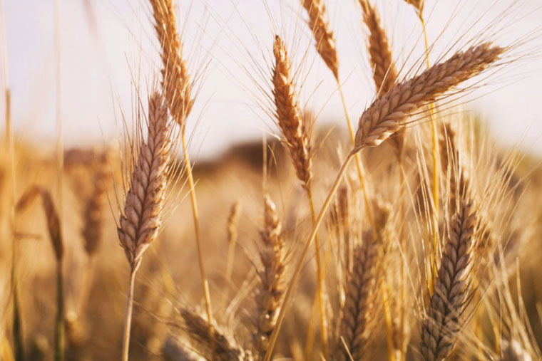 生化黄腐酸的作用可适用于小麦、玉米、棉花等作物的生长