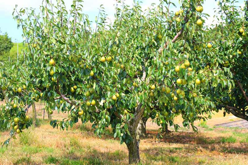 矿源黄腐酸钾对提高苹果和梨座果率的研究实验