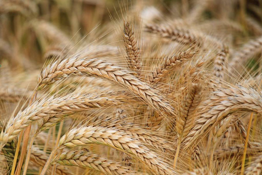 矿源黄腐酸钾的作用和效果在小麦上的应用