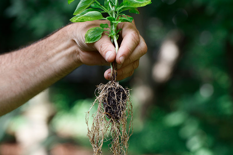 腐植酸在植物中的作用是什么?腐植酸对植物的功效与作用可促进根的萌发和生长。