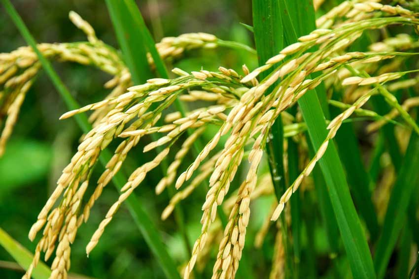 矿源黄腐酸钾在水稻上的作用试验：矿源黄腐酸钾对水稻产量的影响及效益分析