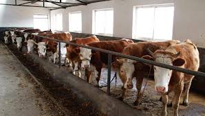 腐植酸钠用于牲畜饲料添加剂