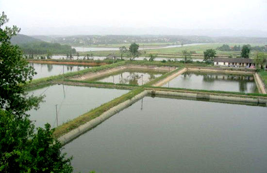 腐植酸钠在水产养殖中的作用