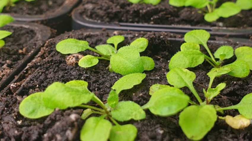黄腐酸钾的作用及机理：增强植物抗逆性