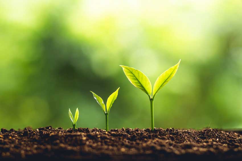 黄腐酸钾的作用及机理：提高土壤和肥料的养分利用率