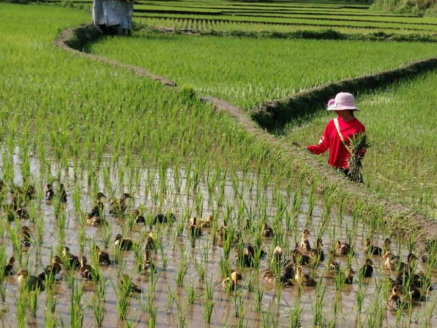 黄腐酸钾的作用及机理：提高土壤和肥料的养分利用率