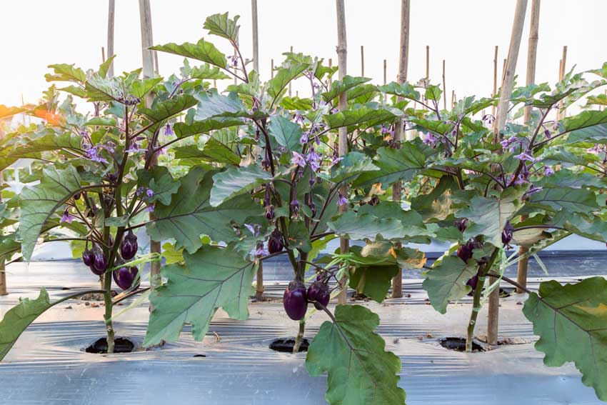 黄腐酸钾叶面肥和稀土叶面肥对茄子生长发育的影响试验
