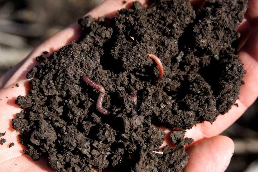 为何市面上很多生物有机肥、复合肥料的原料都包含腐殖酸？