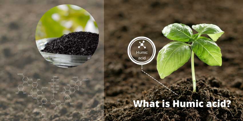 为何市面上很多生物有机肥、复合肥料的原料都包含腐殖酸？