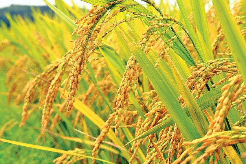 深入了解腐植酸尿素：腐植酸尿素在水稻上的应用效果试验