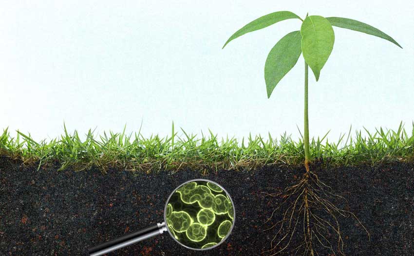 详细讲解黄腐酸钾的作用原理：提高土壤肥力