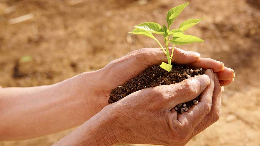 全面讲解腐植酸肥料的作用及功能：刺激植物根系生长