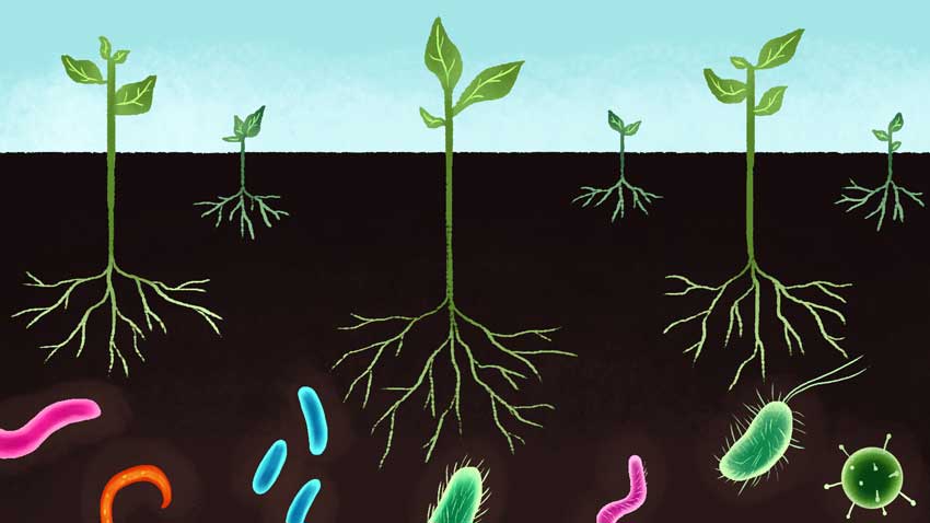 腐殖酸的作用原理：对有毒有机物污染土壤的修复（后篇）