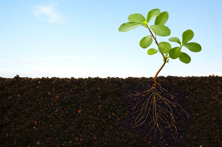 腐植酸的作用及功能原理：对作物根系形态的影响