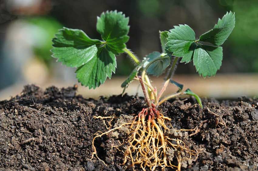 腐植酸的作用及功能原理：对作物根系形态的影响