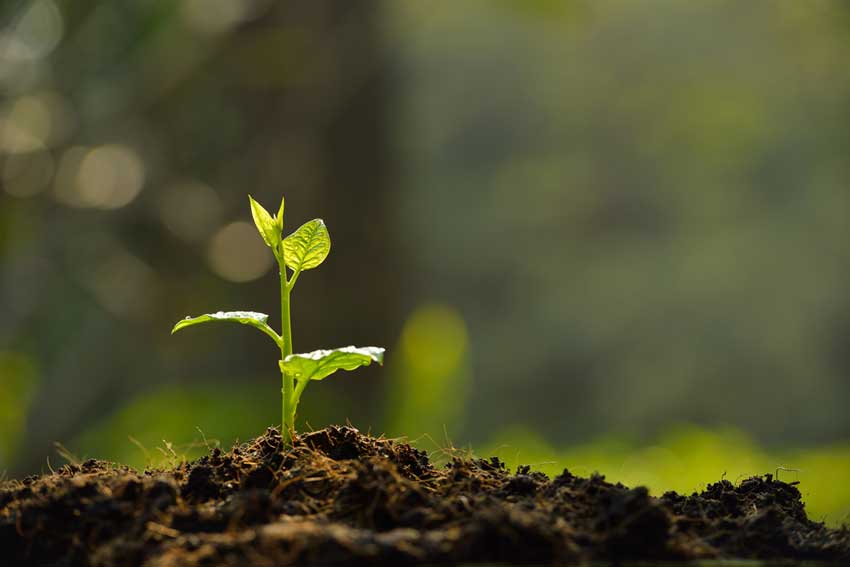 全面讲解腐植酸肥料的作用及功能：刺激植物根系生长
