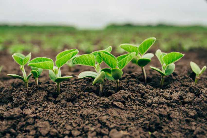 全面讲解腐植酸肥料的作用及功能：促进其它肥料和土壤养分转化