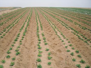 腐植酸对土壤的改良剂作用