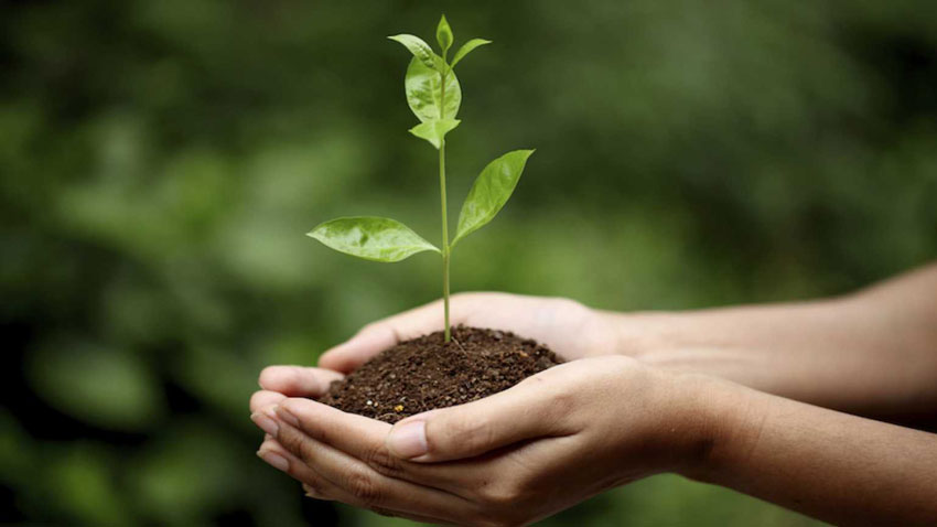 黄腐酸钾的作用：改变植物生长环境增强植物抗逆性