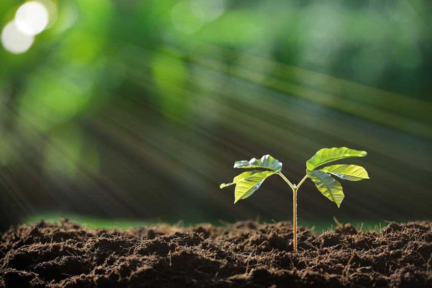 黄腐酸钾的作用：改变植物生理特征增强植物抗逆性