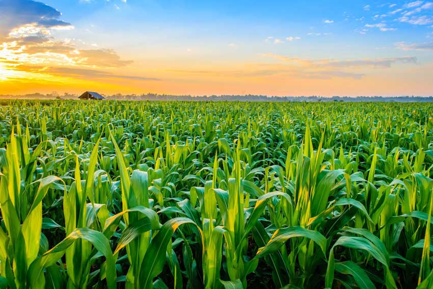 农作物对腐植酸的吸收被什么因素所影响？