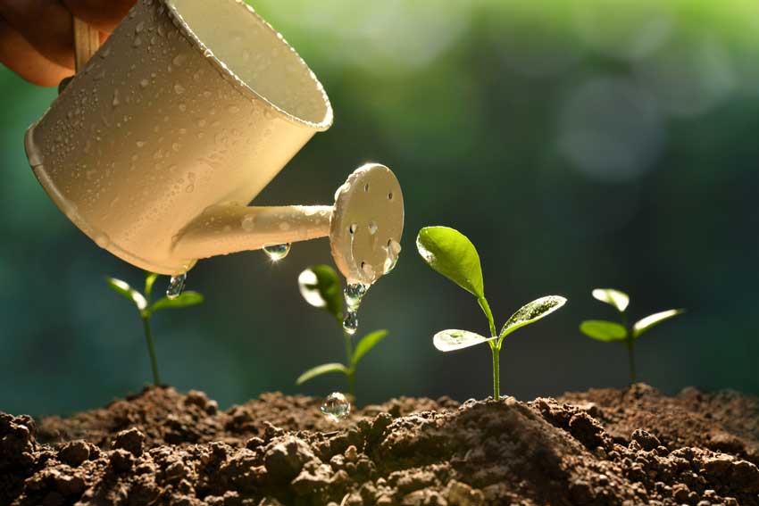 腐植酸肥料对植物抗逆性的影响因素：添加浓度高低