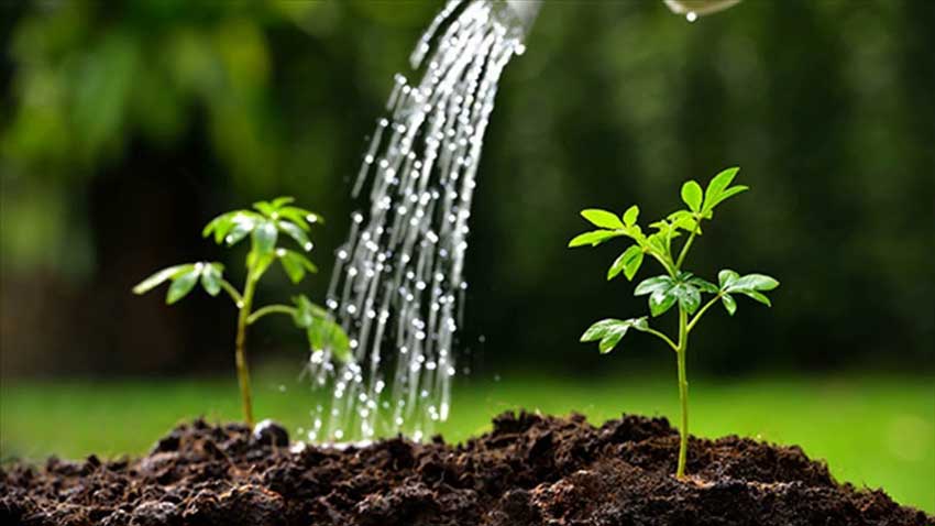 腐植酸肥料对植物抗逆性的影响因素：添加浓度高低
