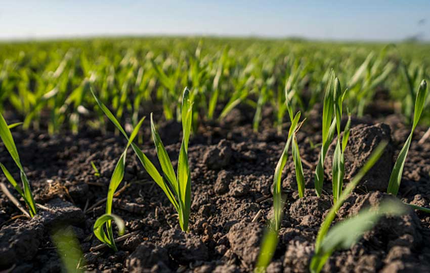 腐植酸肥料对植物抗逆性的影响因素：胁迫程度高低和腐植酸的结构