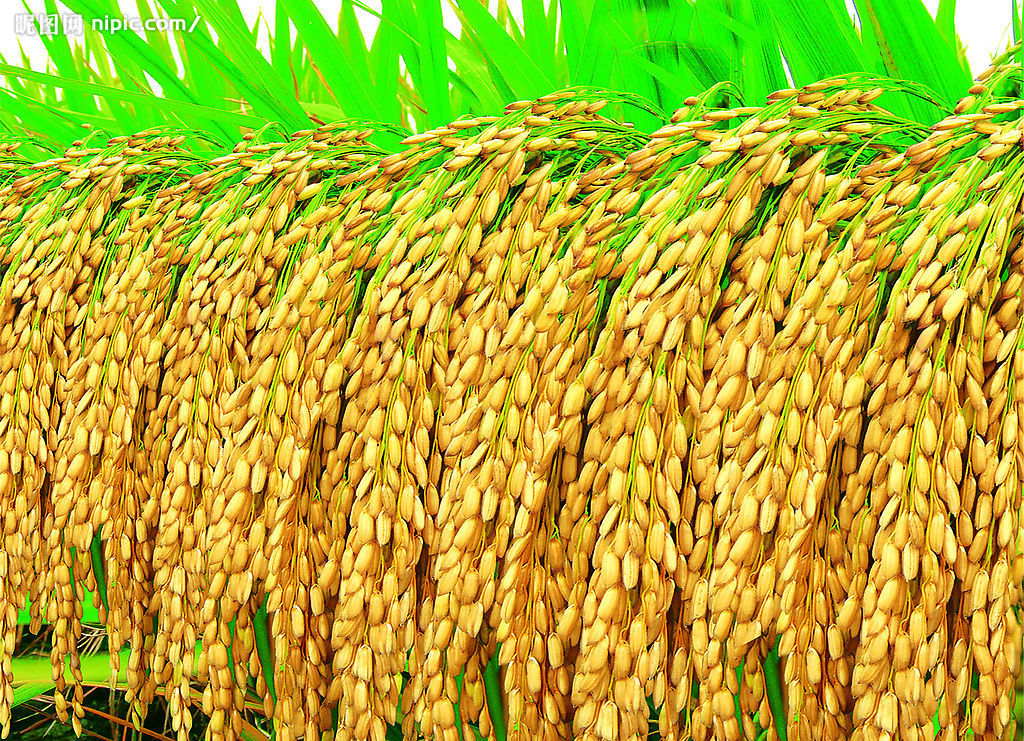 腐植酸钾肥料对改变农产品品质的影响