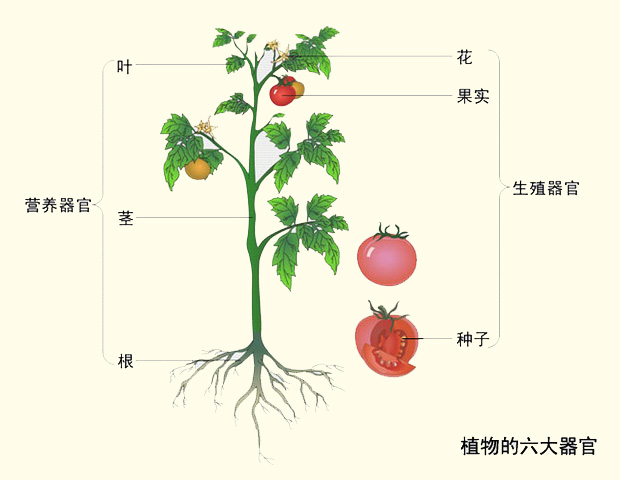 腐植酸钾的作用