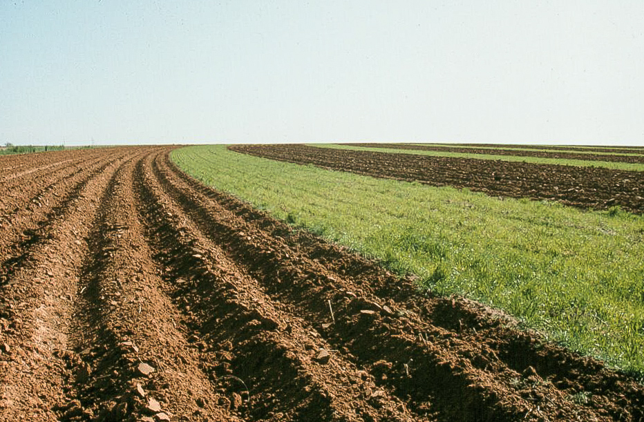 Sodium Humate is used in agriculture