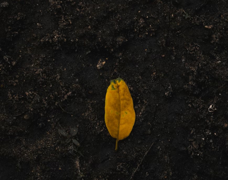 Benefits of humic acid for soil