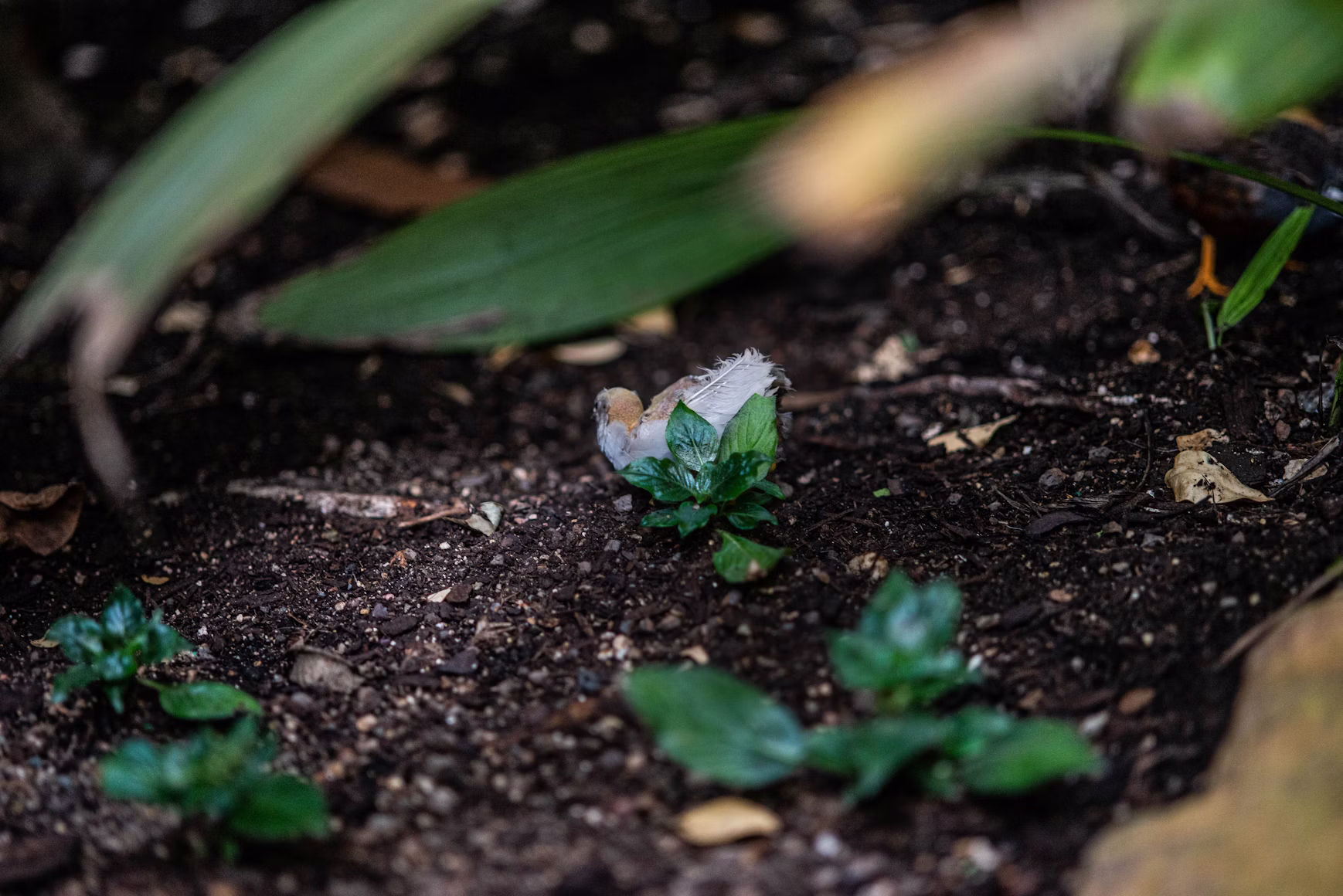 Fulvic acid used in soil