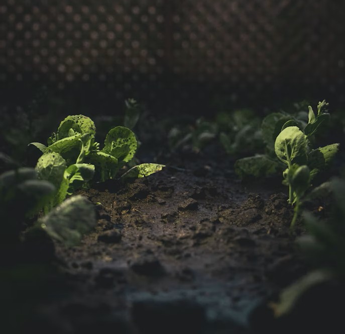 How to use humic acid in the garden?