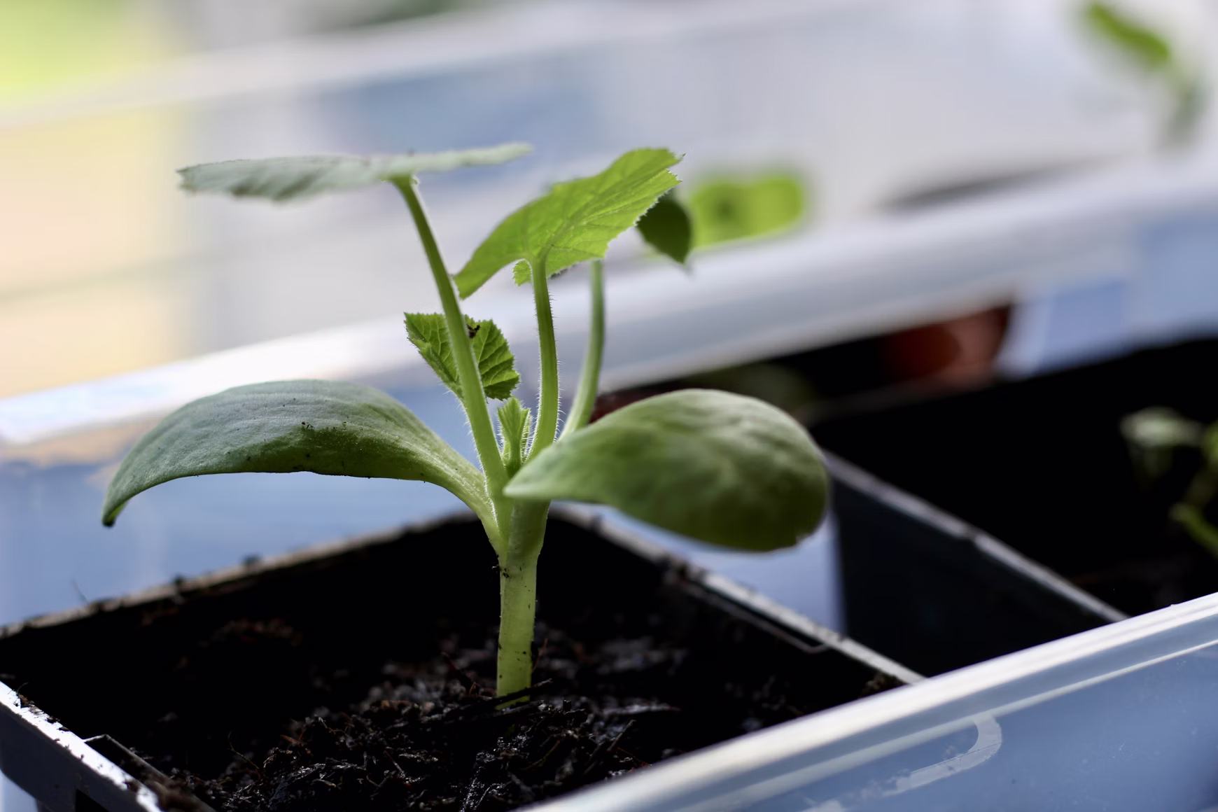 Humic acid application rates