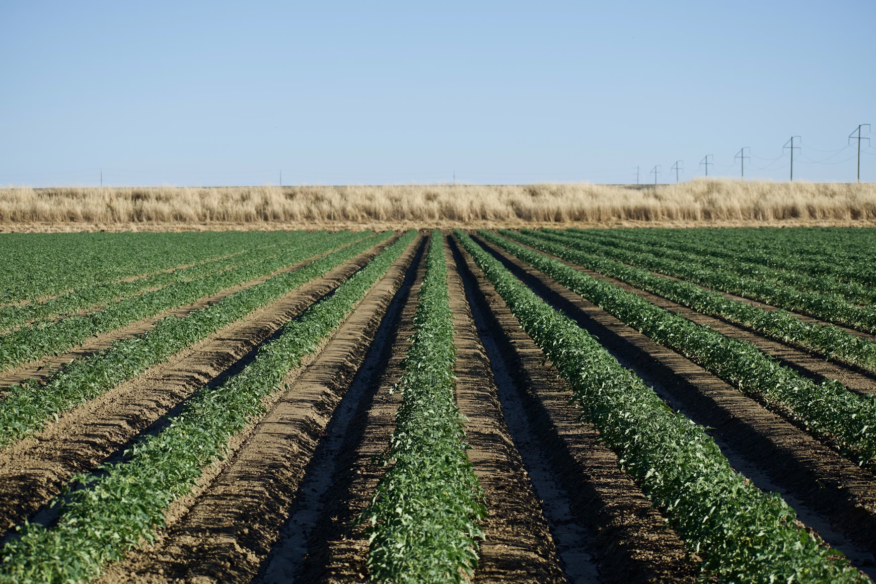 Humic acid fertilizer used for crops