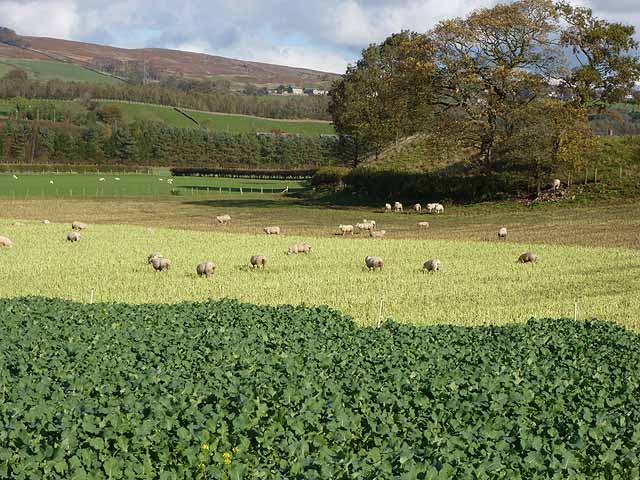 Humic acid used to increase crop yield