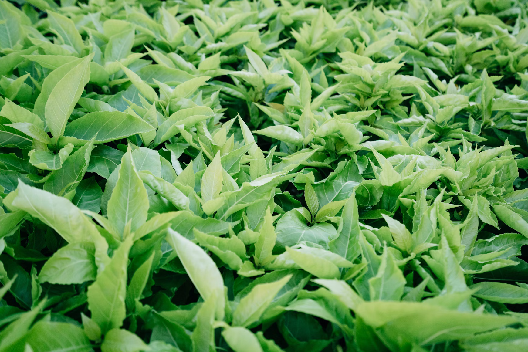 Organic humic acid supplement