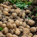 Potassium Humate helps increase crop yield