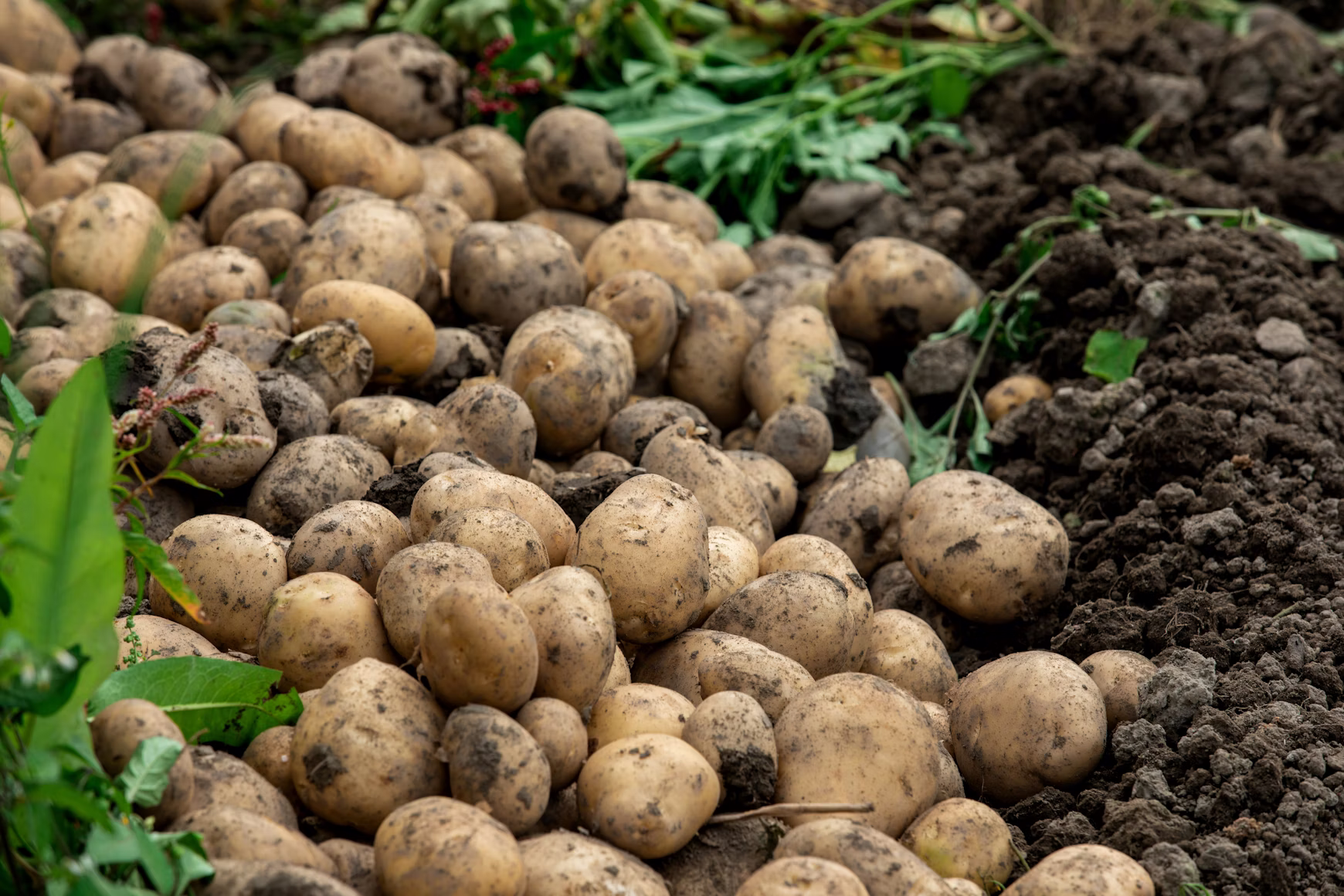 Potassium Humate helps increase crop yield