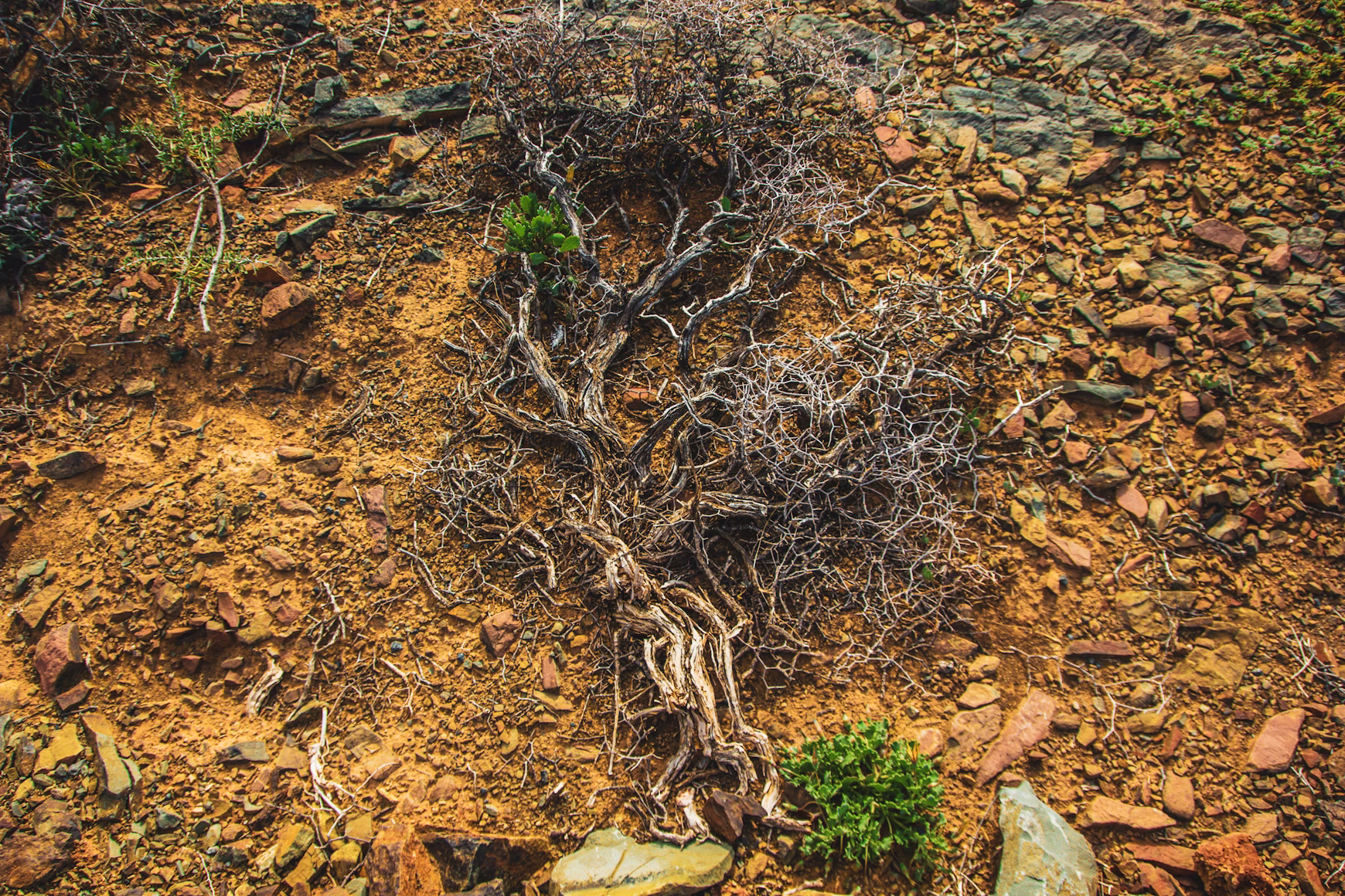 Potassium Humate is used for root development