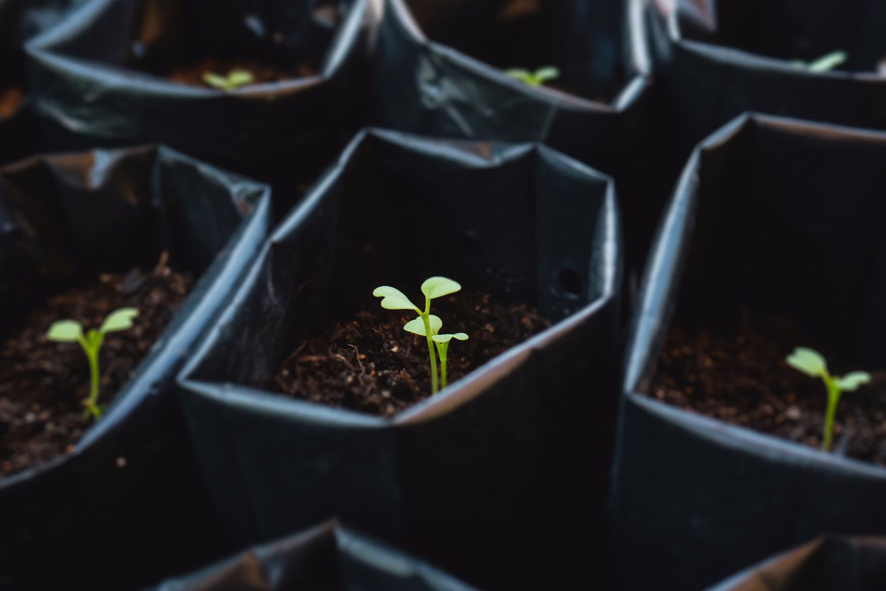 Potassium Humate used for plant growth