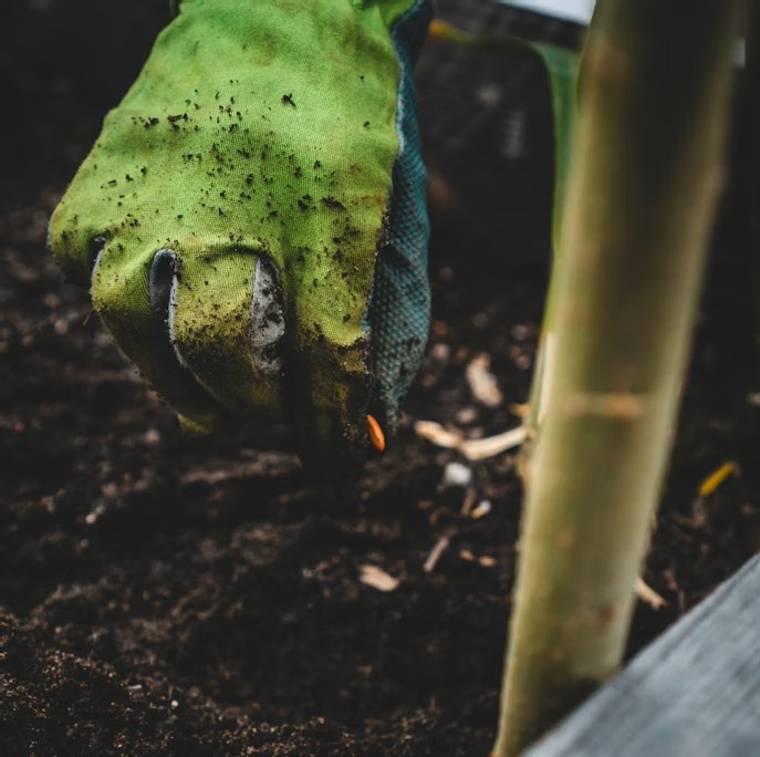 Potassium humate is used for soil health